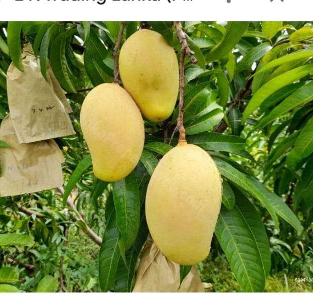 Thomedesi mangoes β photo 1 of 4