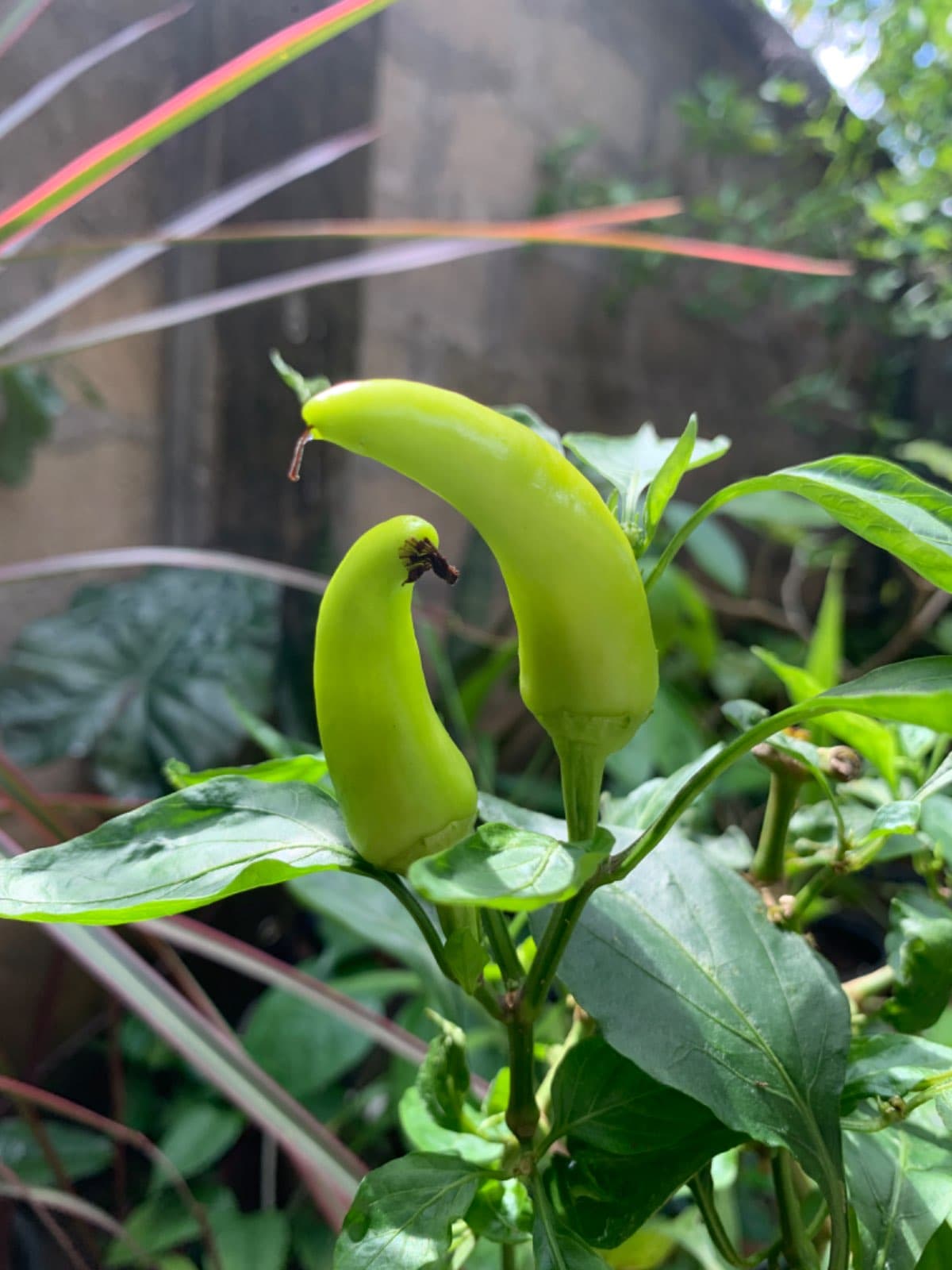 Yellow chilli pepper