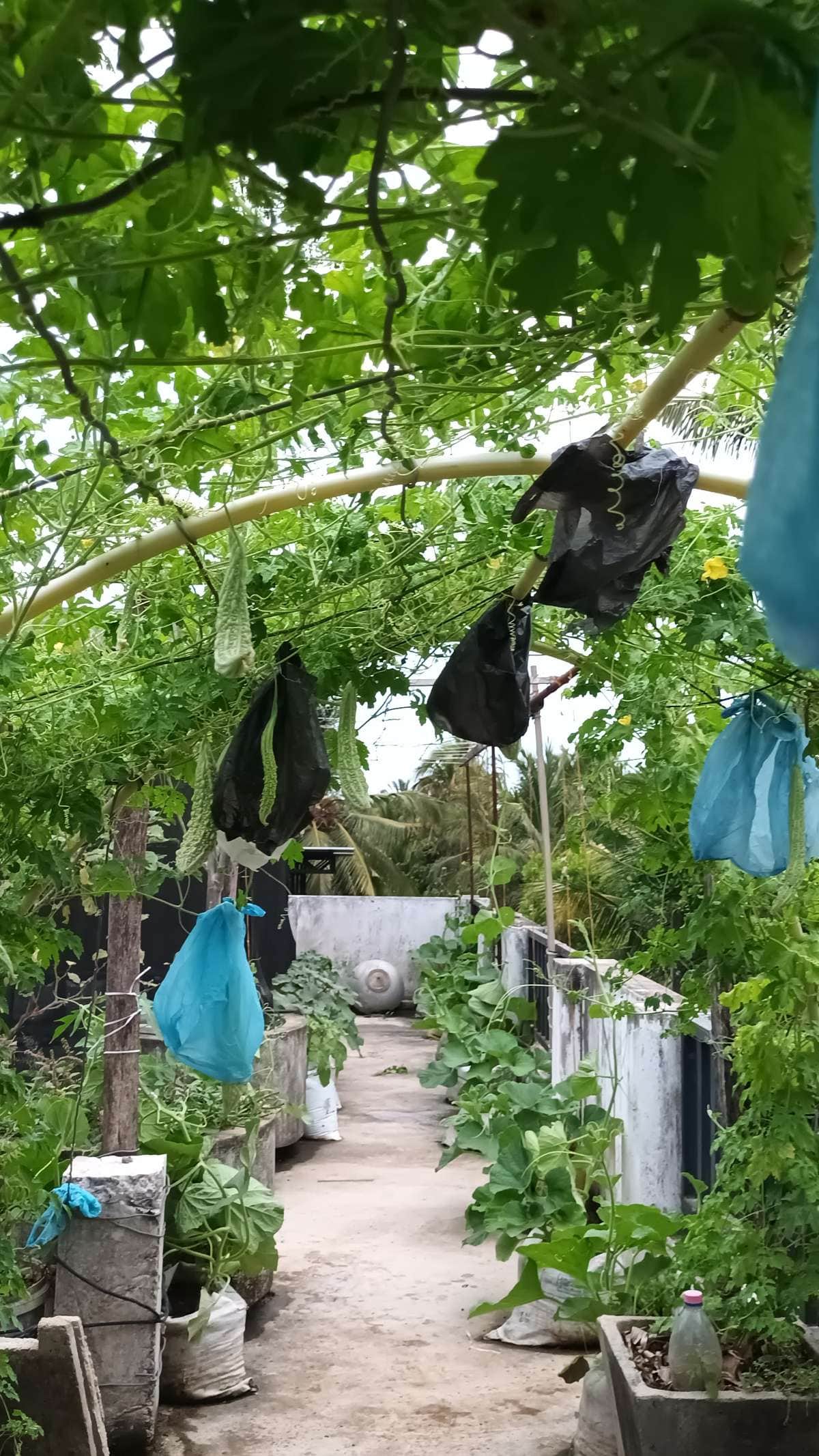 Bitter Gourd