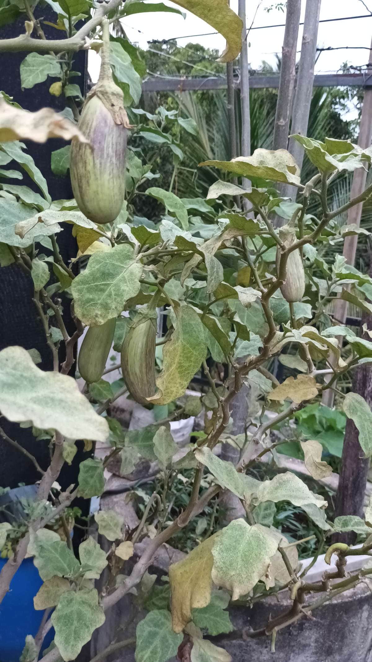 Brinjal
