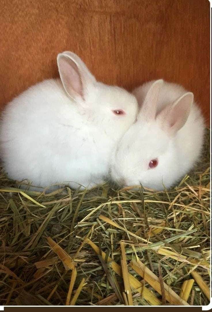 Bunny